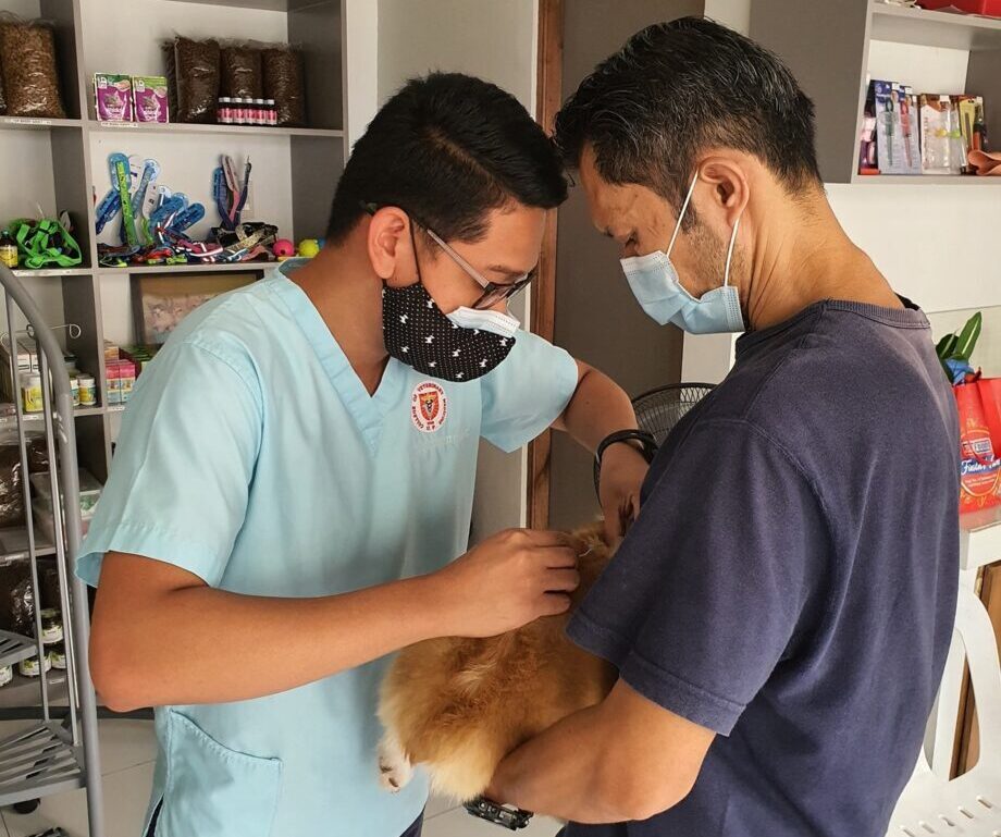 doi veterinari care microcipează un câine