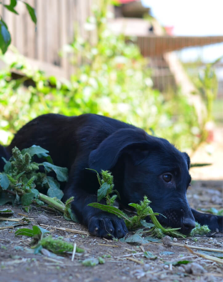 Câine negru pentru adopții din Sfântu Gheorghe