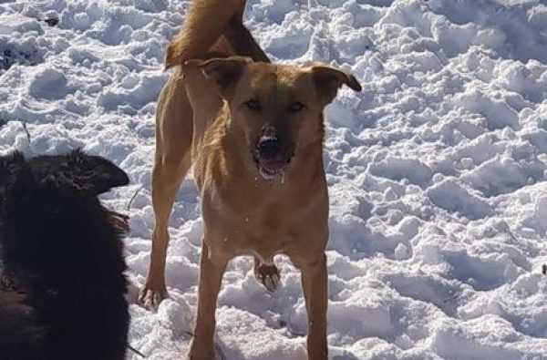 Amy,femela,25.03.2021