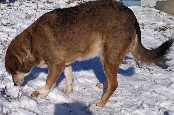 Anyacska,femela,21.06.2017