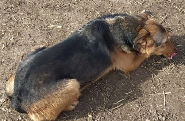 Asha,femela,16.06.2019