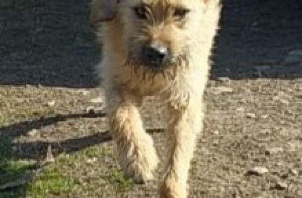 Bajusz,mascul,17.11.2022