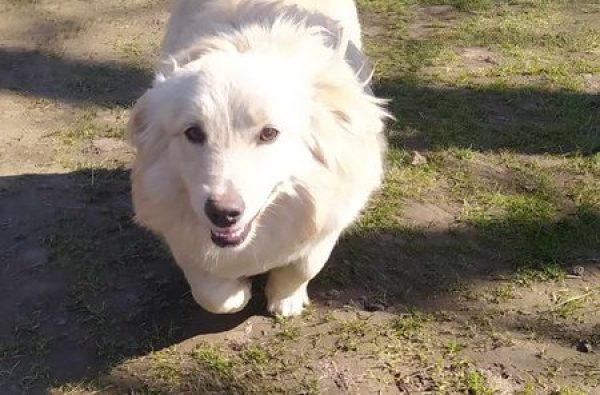 Bella,femela,01.07.2022