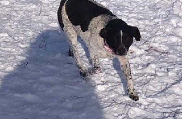 Bonie,femela,01.01.2021