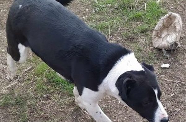 Cody,mascul,16.07.2021