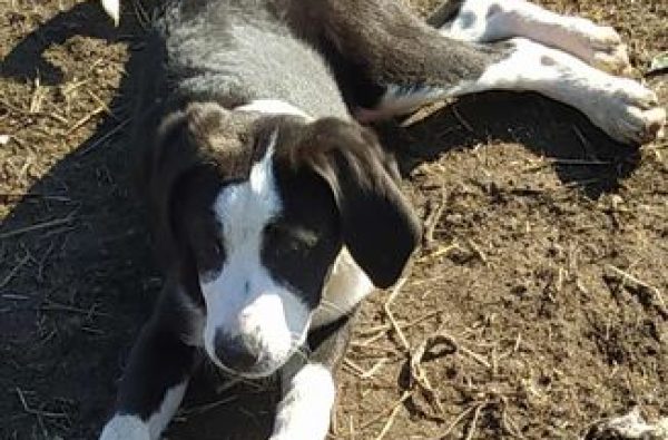 Elly, femelă - 20.11.2024